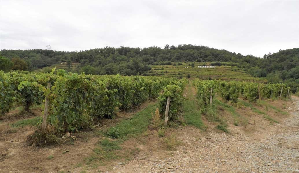 Les coteaux de vignes Chaboud cellier